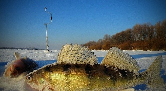 Ловля судака взимку